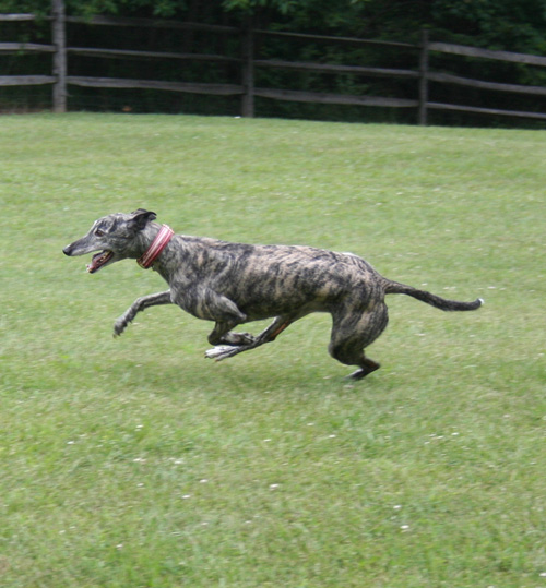 Lost Greyhound! - Fast Friends Greyhound RescueFast ...