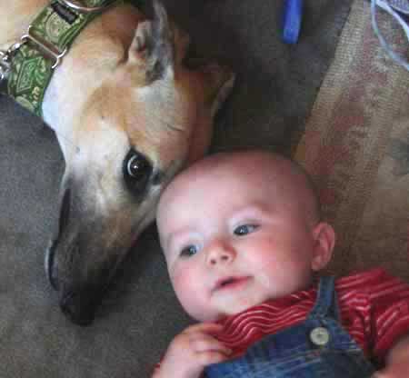 greyhounds and children